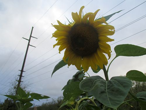  photo sunflower2.jpg