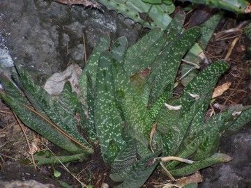 Gasteria%20marmorata_zpslp1r08ub.jpg