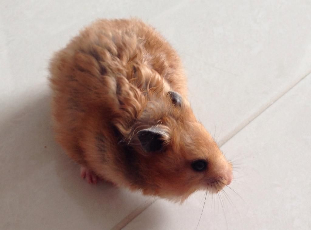 short haired hamster