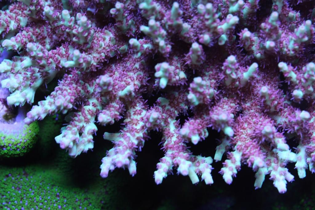 ReefysLavendarMint_zps2ac1f738.jpg