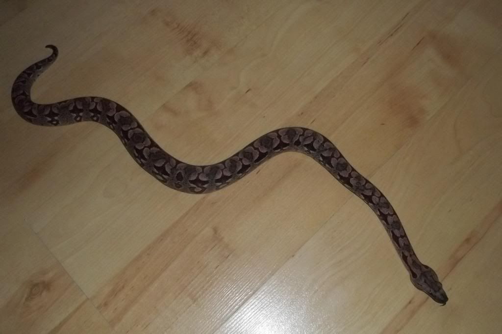Dumerils Boa Page 2 Reptile Forums