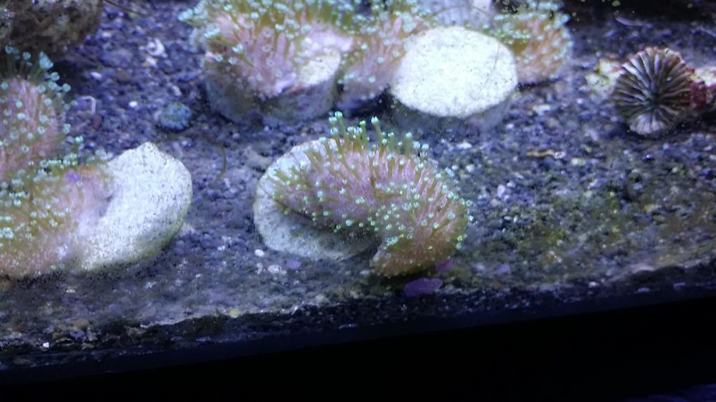 20150426 214829 zpsr28e3yce - Free corals, zoas, rotifers, light