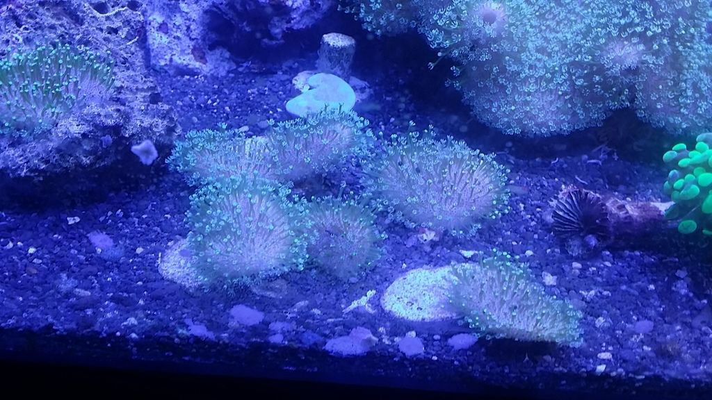 20150607 235219 zpsrvhmluqn - Free corals, zoas, rotifers, light