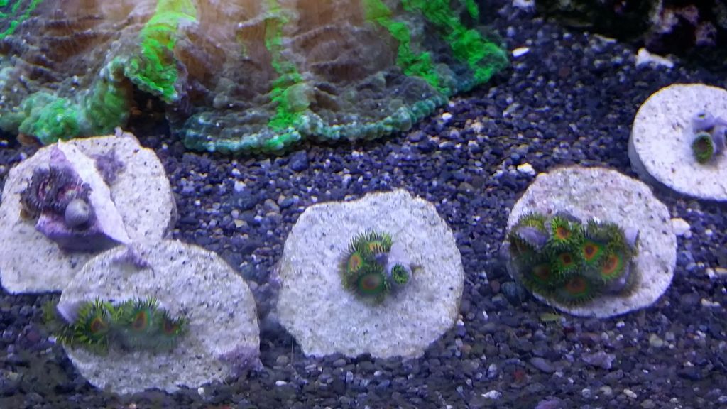 20150608 105202 zpscuogveyc - Free corals, zoas, rotifers, light