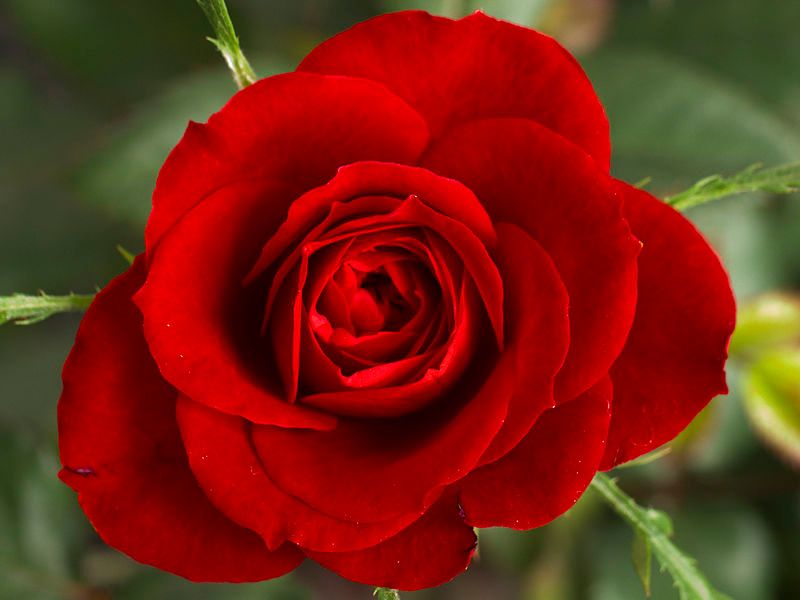 800px-Small_Red_Rose_zps56fcaf9a.jpg