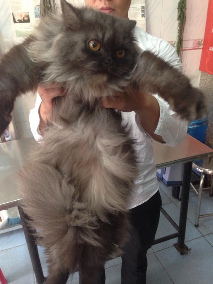 thú y lê trọng tấn bán bé mèo ba tư cái 12 tháng xám - 3