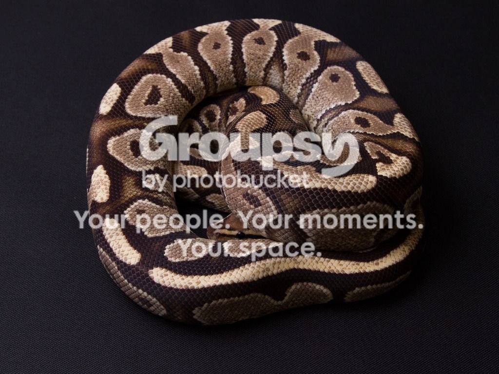 England Python SE England - Royal pythons males and females | Reptile Forums